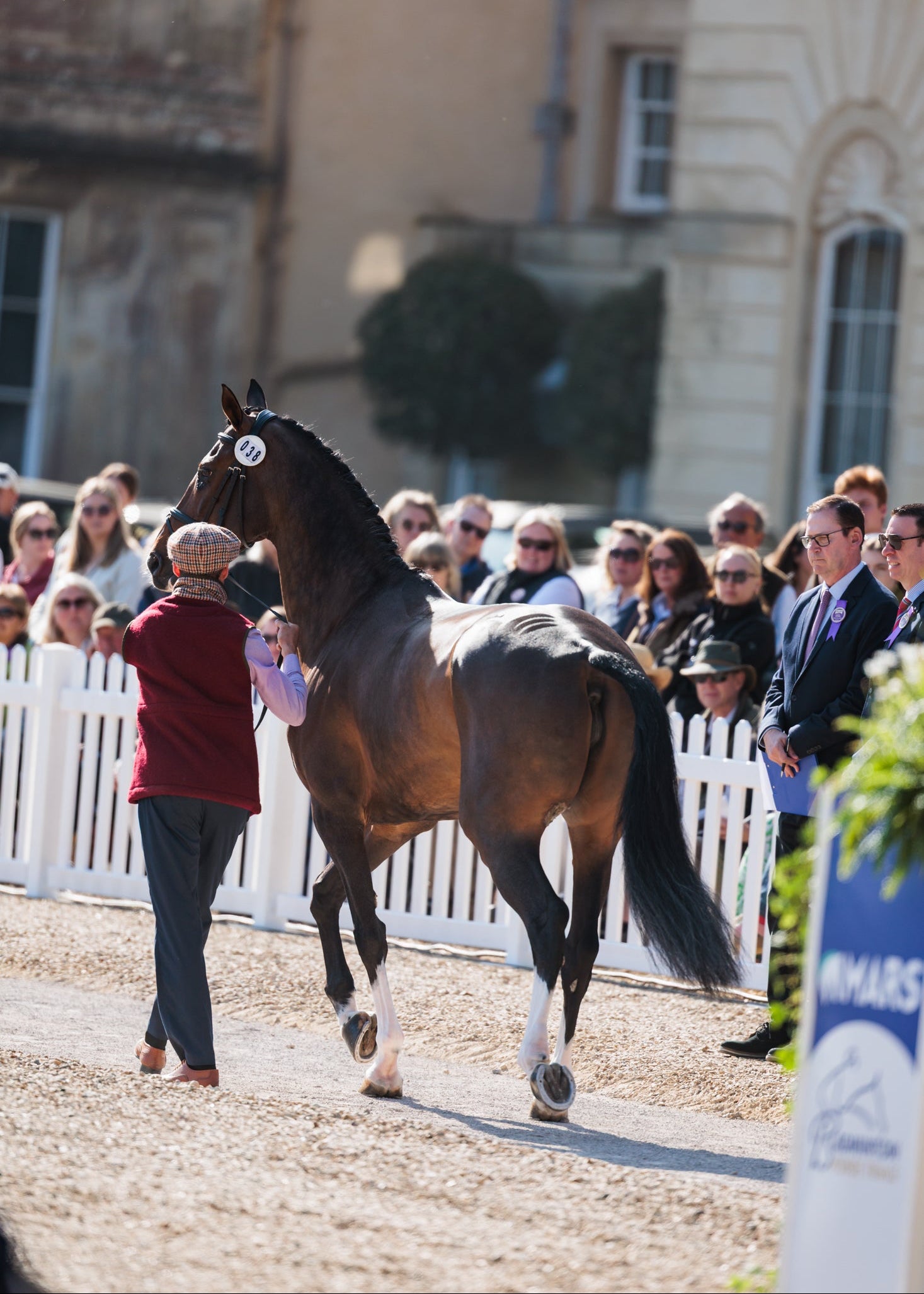 Horse walking in an equestrian event with spectators in the background.