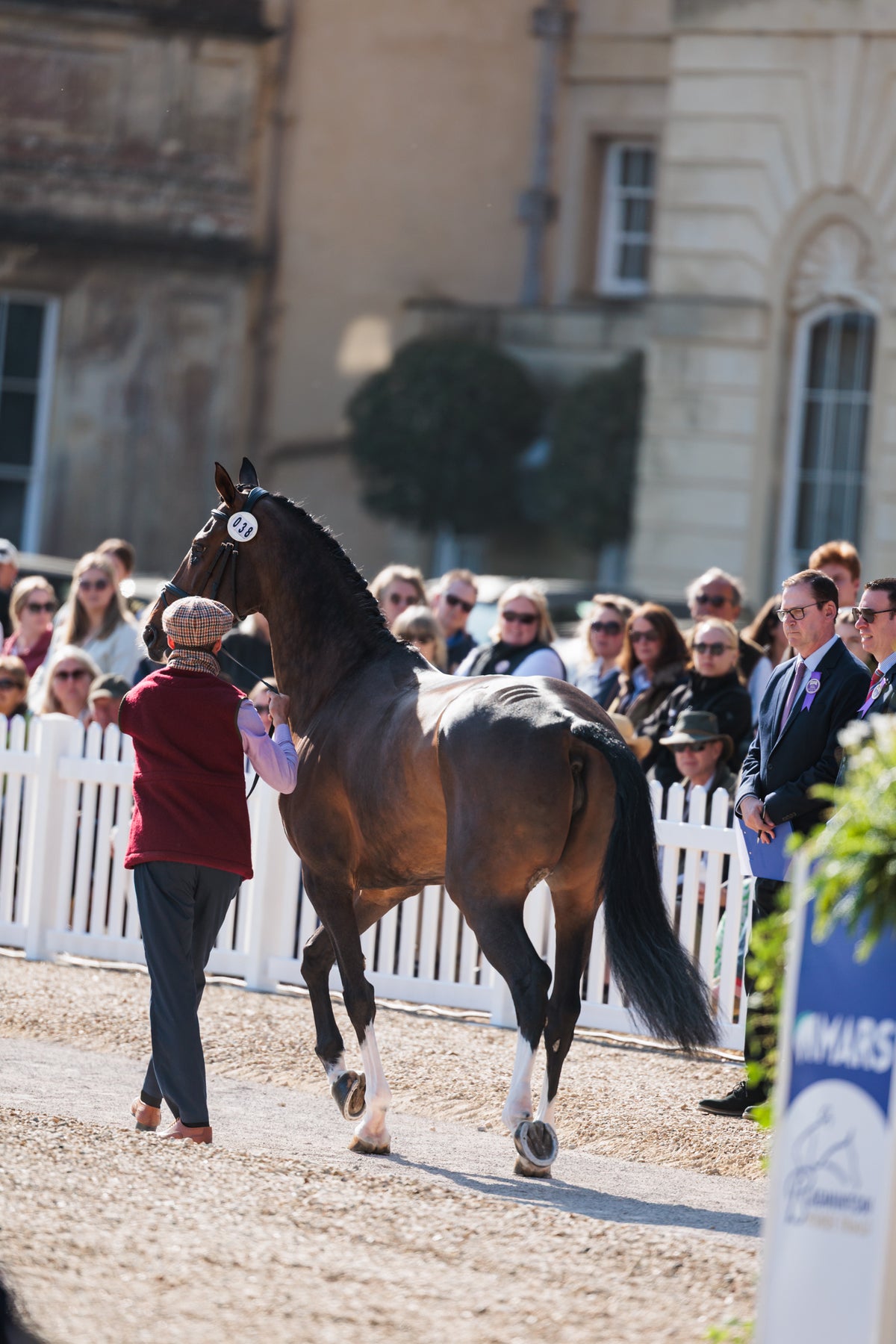 Horse walking in an equestrian event with spectators in the background.